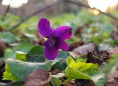Viola odorata