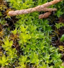 Syntrichia montana