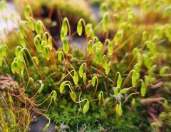 Ptychostomum capillare