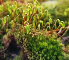 Ptychostomum capillare