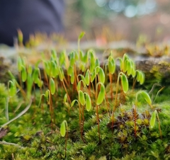 Ptychostomum capillare