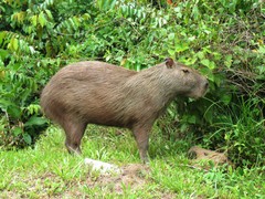 Hydrochoerus hydrochaeris