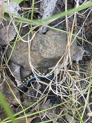 Harpaphe haydeniana scotia