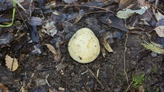 Russula fuegiana