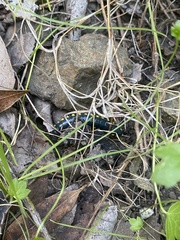 Harpaphe haydeniana scotia