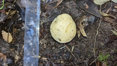 Russula fuegiana