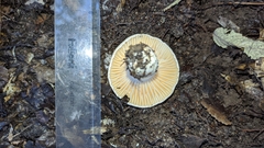 Russula fuegiana