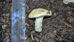 Russula fuegiana