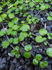 Epilobium nummulariifolium