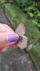 Yphthimoides