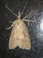 Hypena rostralis