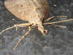 Hypena rostralis