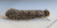 Haplotinea insectella