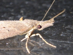 Hypena rostralis