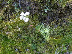 Ostericum tenuifolium