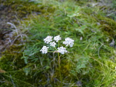 Ostericum tenuifolium