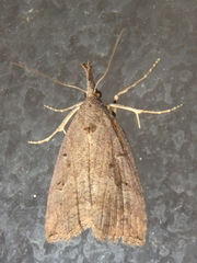 Hypena rostralis