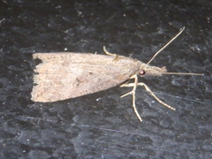 Hypena rostralis