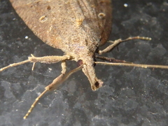 Hypena rostralis
