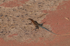 Aspidoscelis lineattissimus