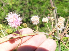 Mimosa asperata