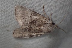 Meropleon ambifusca