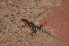 Aspidoscelis lineattissimus