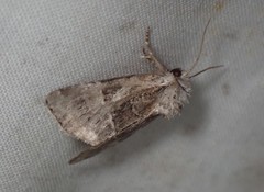 Meropleon ambifusca