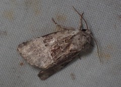 Meropleon ambifusca
