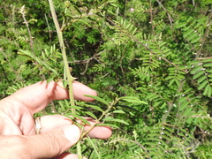 Mimosa asperata