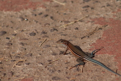 Aspidoscelis lineattissimus