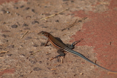 Aspidoscelis lineattissimus