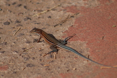 Aspidoscelis lineattissimus