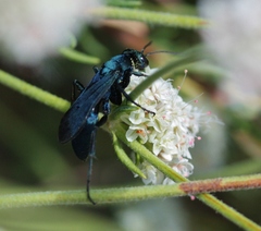 Psorthaspis planata
