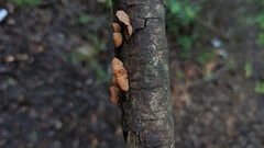 Anthracophyllum discolor