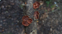 Anthracophyllum discolor