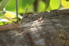 Sceloporus melanorhinus