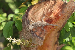 Sceloporus melanorhinus
