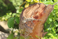 Sceloporus melanorhinus