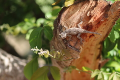 Sceloporus melanorhinus