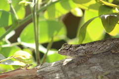 Sceloporus melanorhinus