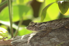 Sceloporus melanorhinus