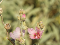 Sphaeralcea mendocina