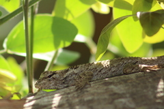 Sceloporus melanorhinus