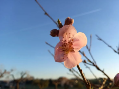 Prunus persica nucipersica
