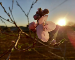 Prunus persica nucipersica