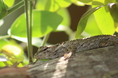Sceloporus melanorhinus