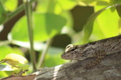 Sceloporus melanorhinus