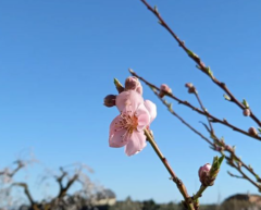 Prunus persica nucipersica
