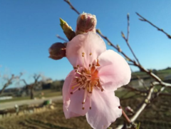 Prunus persica nucipersica